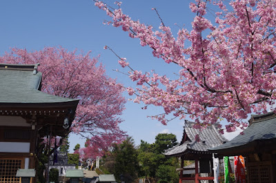 密蔵院の安行桜