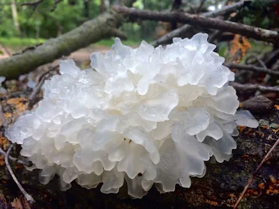 What Are Tremella Mushrooms?