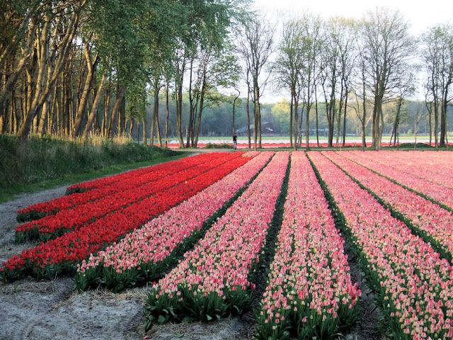 Omgeving Lisse, Engellaan