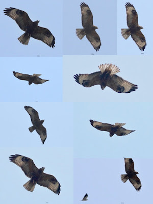 Long-legged Buzzard