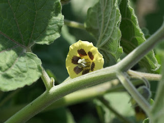 Coqueret du Pérou - Physalis peruviana 