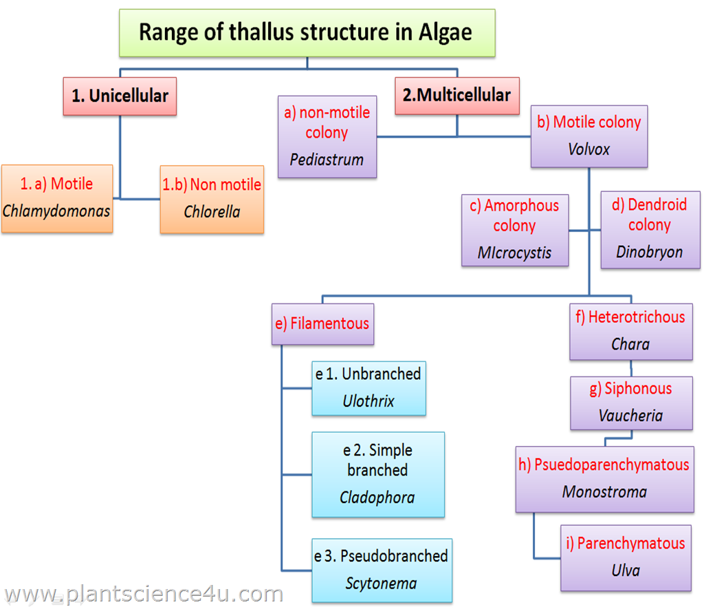 Range of thallus structure in algae