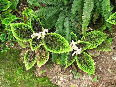 Pilea mollis - Moon Valley plant care and culture