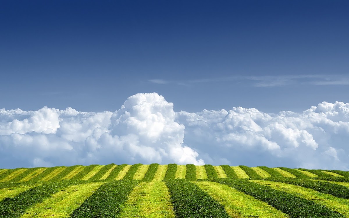 Green Fields Widescreen Wallpaper