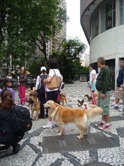 Cãonhecendo São Paulo (46)