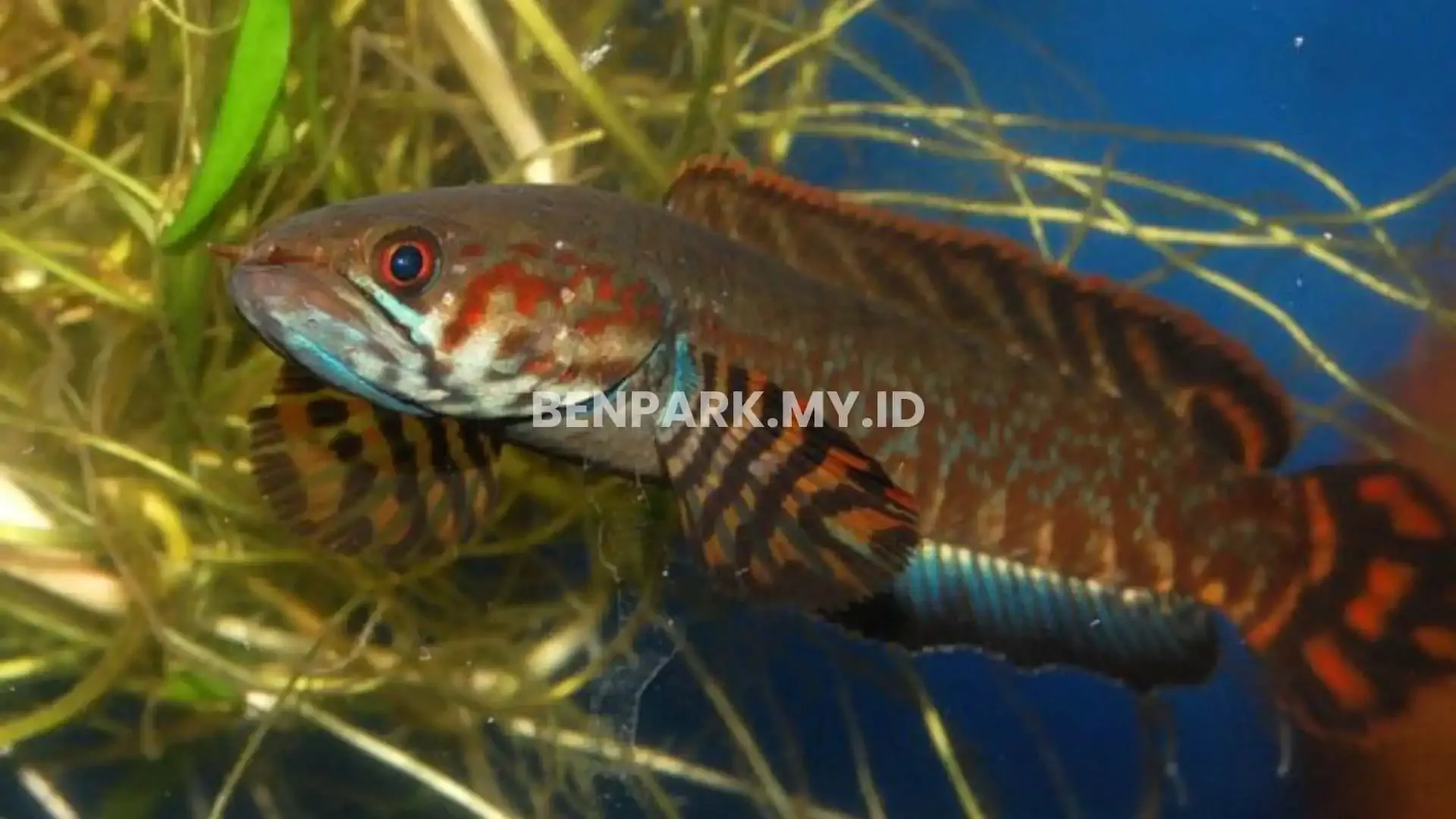 ikan predator air tawar tipe atas