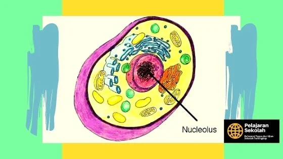 Gambar Nukleolus Pada Sel Tumbuhan