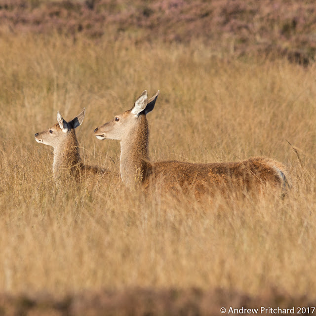 A hind and calf stand neck deep in yellow moorland grass.