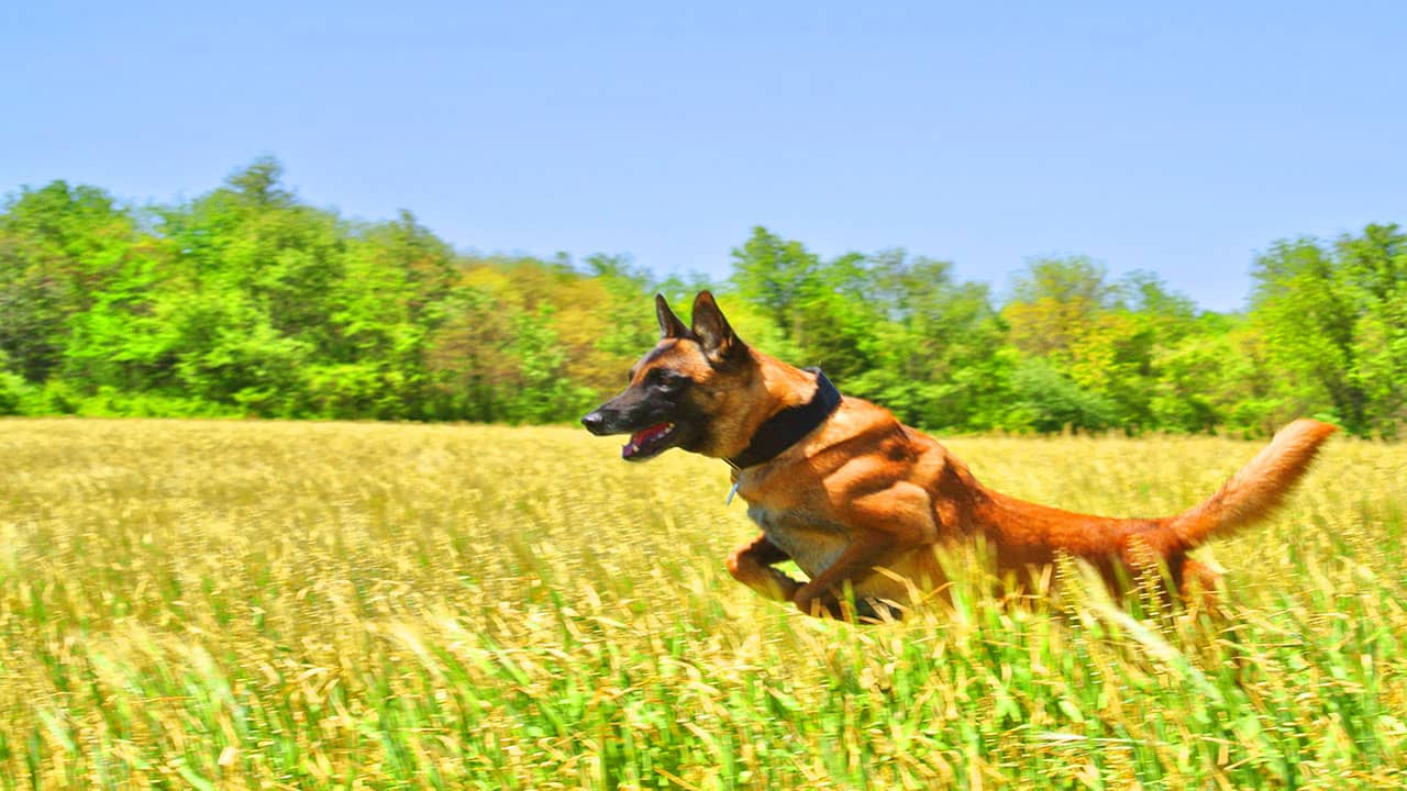 Berger malinois