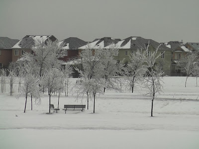 Beautiful View of Glazed Trees