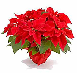 Poinsettia plants for humans or petsSo hurry up and get to Costco 