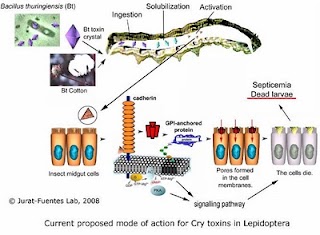 Control de plagas: Bacillus thuringiensis