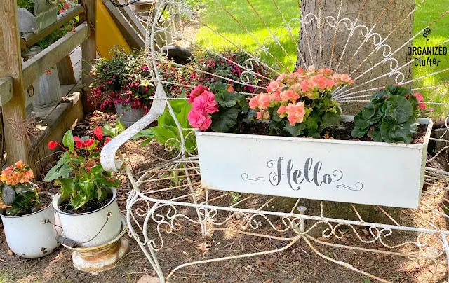 Photo of Reiger begonias planted in a metal planter on an iron Peacock settee.