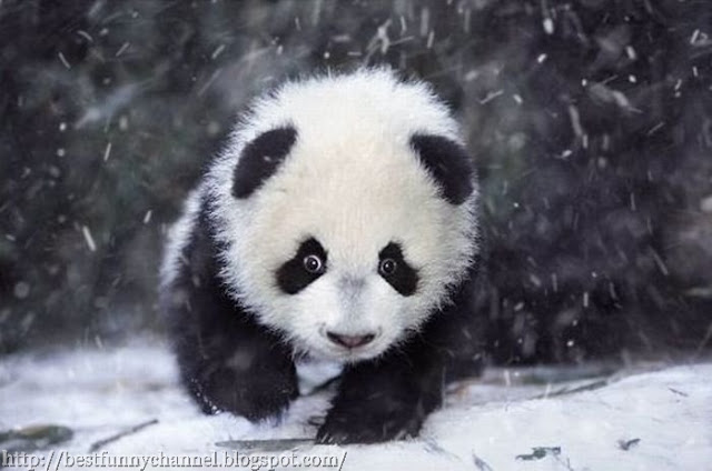 Panda ran.