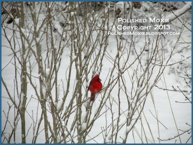 Picture of a male cardinal sitting in a snowy bush.