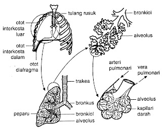 Cikgu Karthi: Sains :Respirasi