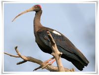 Ibis Animal Pictures