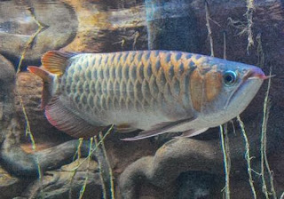 asian arowana fish