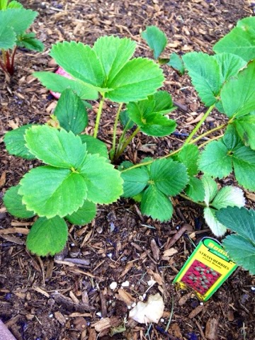 strawberry plants www.thebrighterwriter.blogspot.com