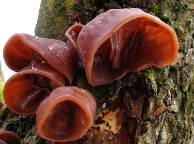 Uszak bzowy Auricularia auricula-judae