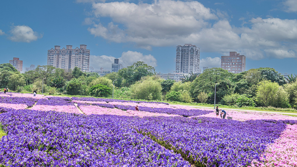 台北中正古亭河濱公園花海區，矮牽牛和醉蝶花海紫色夢幻美不勝收