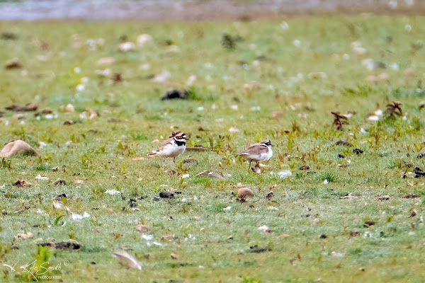 Little ringed plover