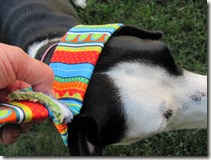 Bright Colored Cotton
