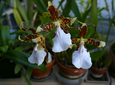 Miltonia cuneata care and culture