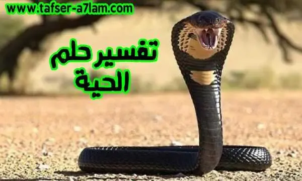 تفسير حلم الحية