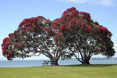 pohutukawa