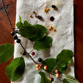 seeds of three, buckthorn it be