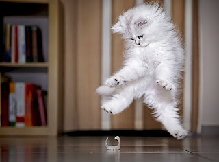 kucing lompat