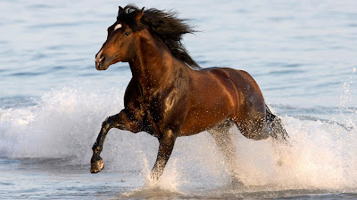 LATEST HORSE HD WALLPAPER FREE DOWNLOAD 14