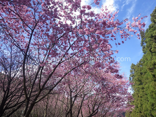 Wuling Farm cherry blossoms