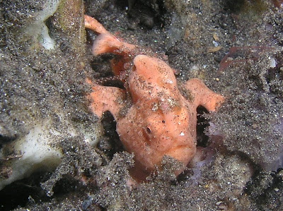 Frog fish