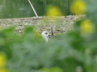 Female Black-winged Stilt