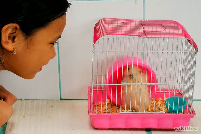 Bagaimana Menjinakan Hamster Yang Suka Gigit?  Jual 