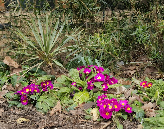 Purple polyanthus