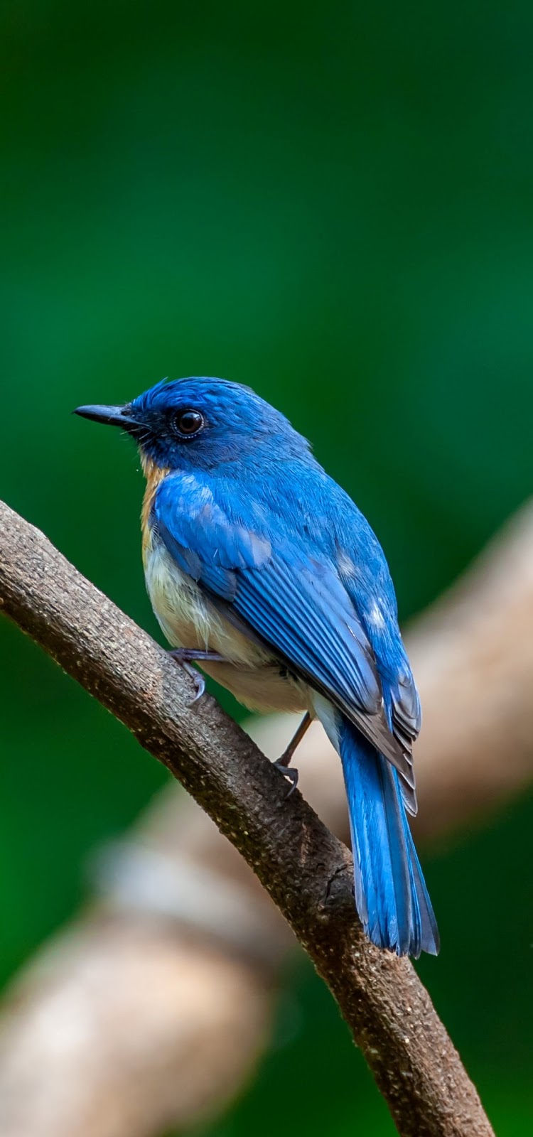 Picture of a tickell’s blue flycatcher.