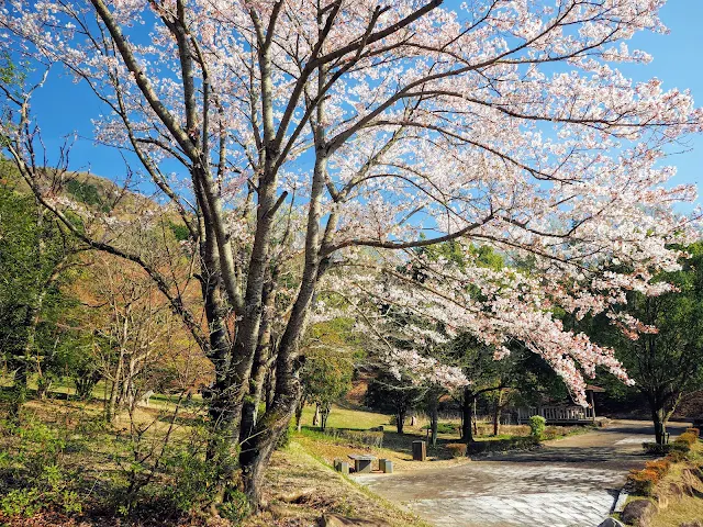 花の入公園