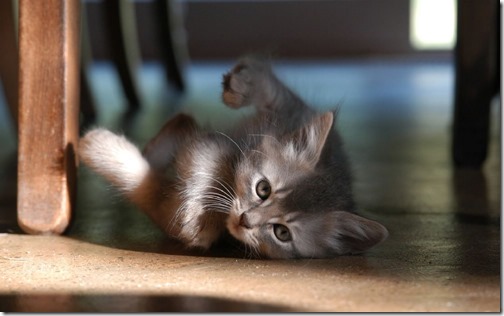 1123cute-cats-wallpapers-background-25