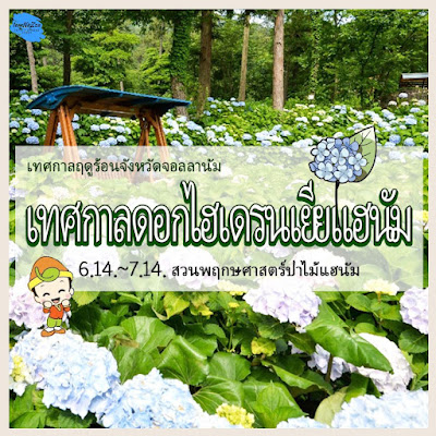 เทศกาลดอกไฮเดรนเฮนัม 💐 Haenam Hydrangea Festival