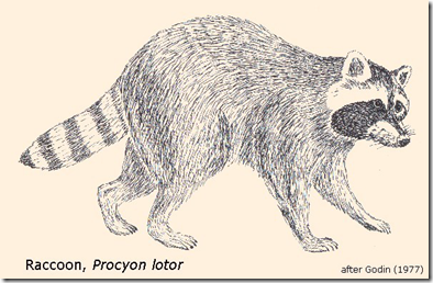 raccoon