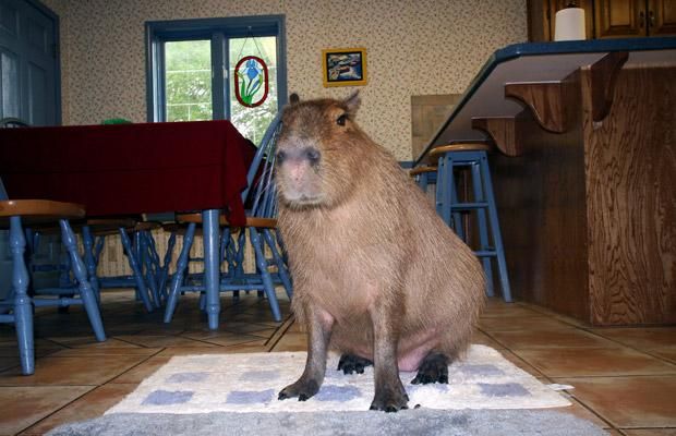 This An Unusual Pet of an Unusual Size | Pet Capybara