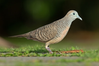 Kumpulan Suara Burung Perkutut Download Mp3 Paling Gacor