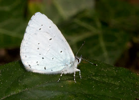 Holly Blue butterfly, Celastrina argiolus, side view, by the roadside in Hayes Common, 11 July 2011.