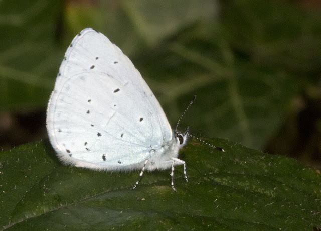 Holly Blue butterfly, Celastrina argiolus, side view, by the roadside in Hayes Common, 11 July 2011.