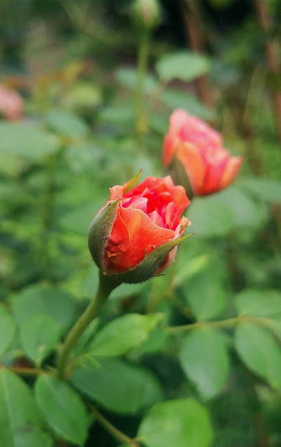 6Flowers photography skill tips，18 rose flower in the sunshine pictures