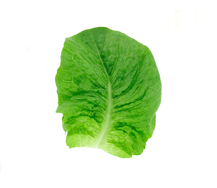 romaine Leaf
