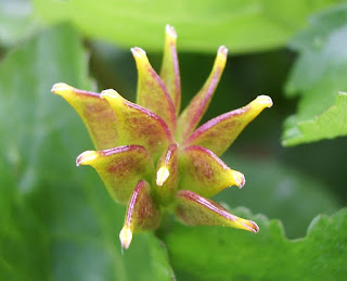 Плод Caltha palustris